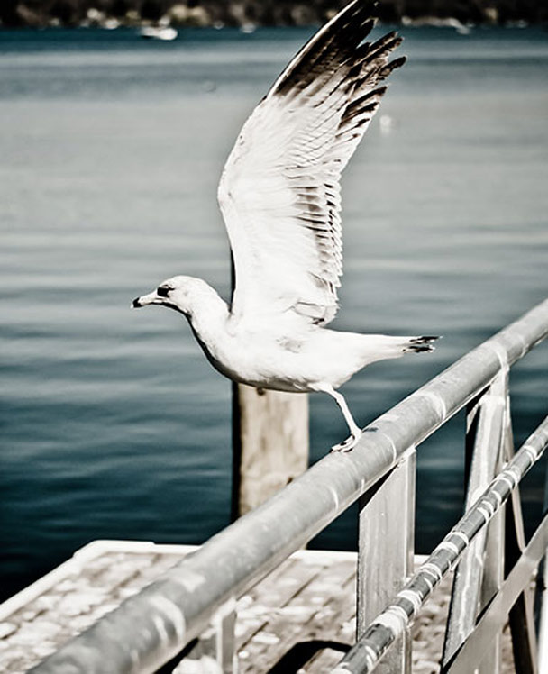 接码短信社区平台